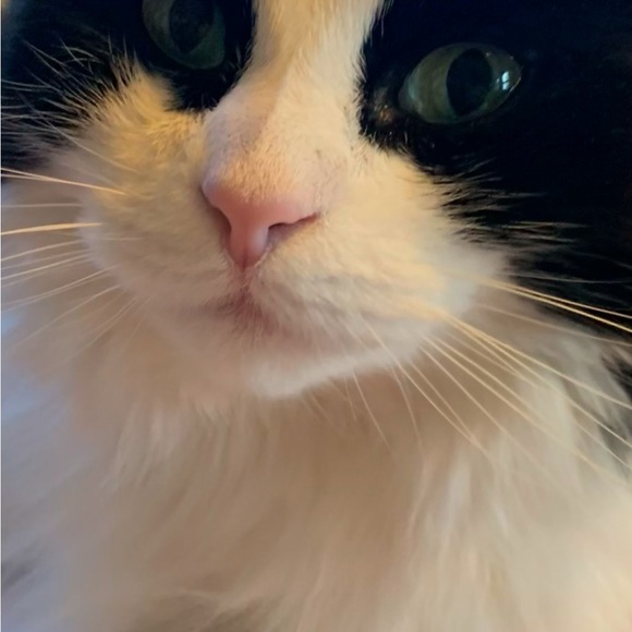 Meet your Posher, Suzer - Picture 6 of 6